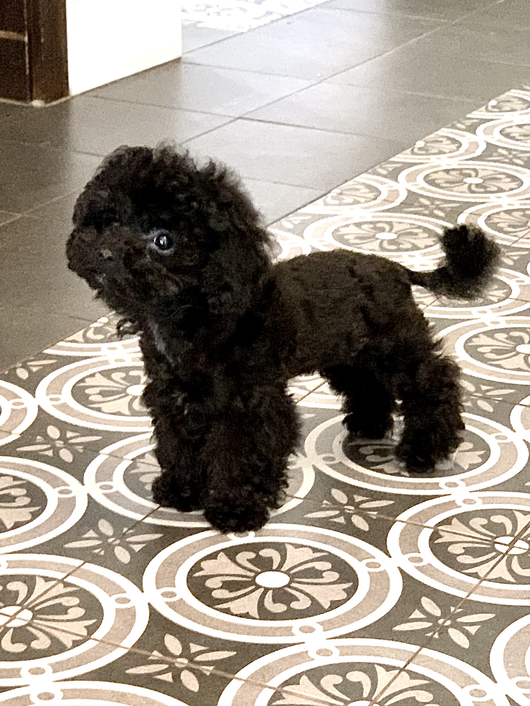 Teacup Pudel Züchter Deutschland