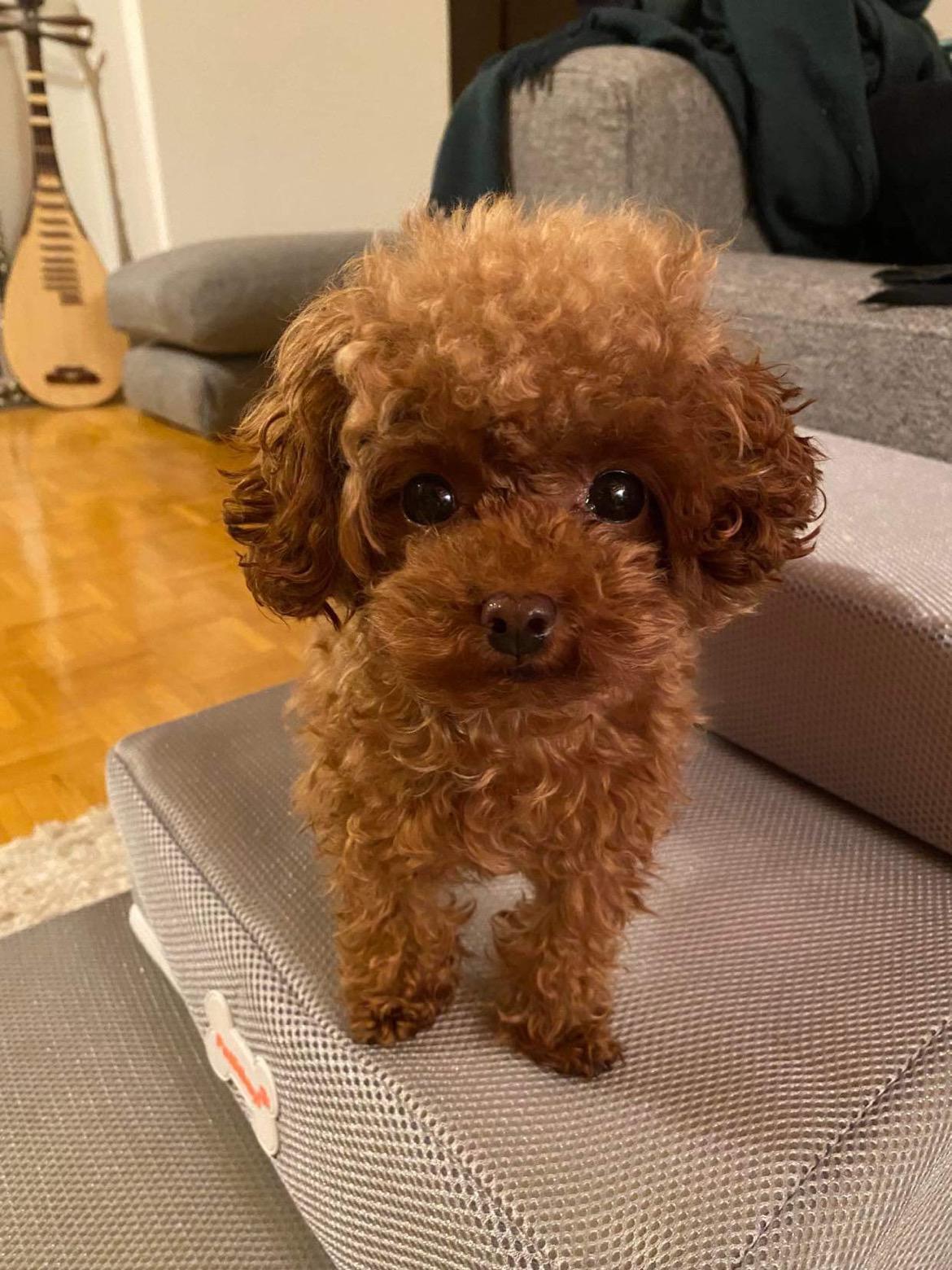 Teacup Pudel Züchter Deutschland