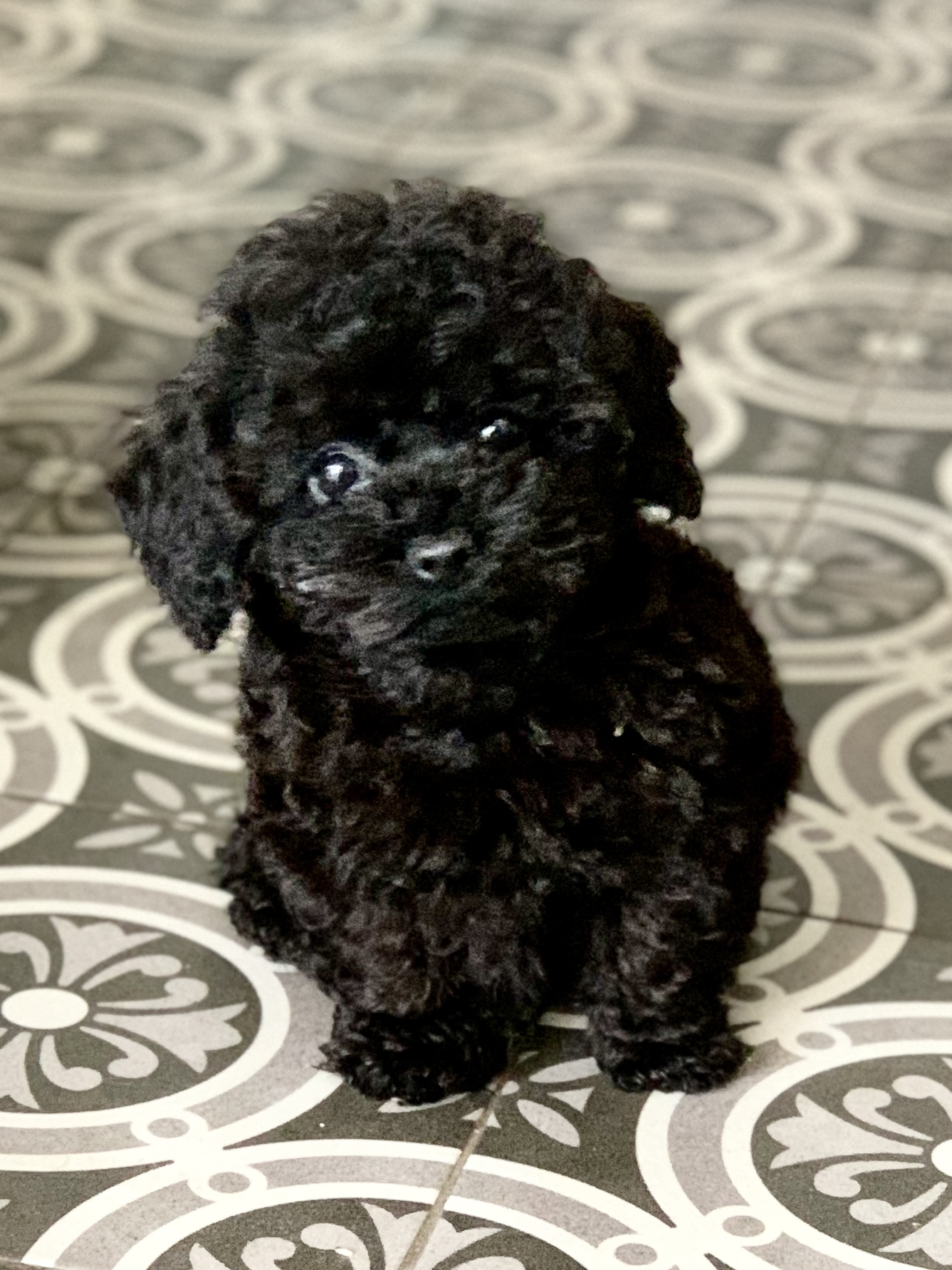 Teacup Pudel Züchter Deutschland