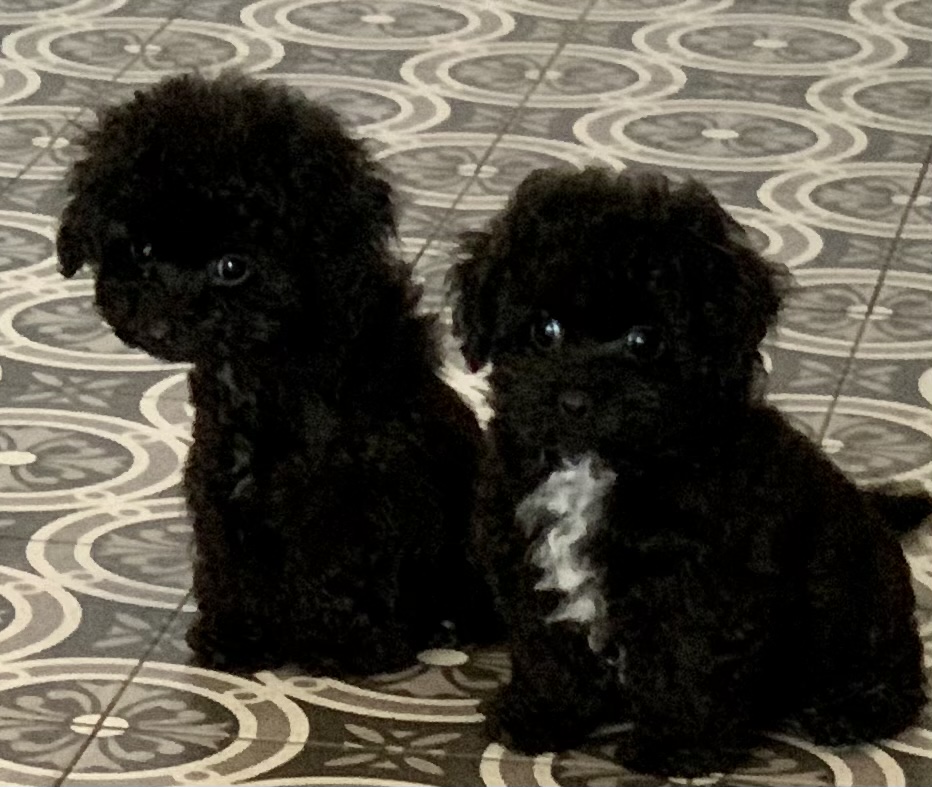 Teacup Pudel Züchter Deutschland