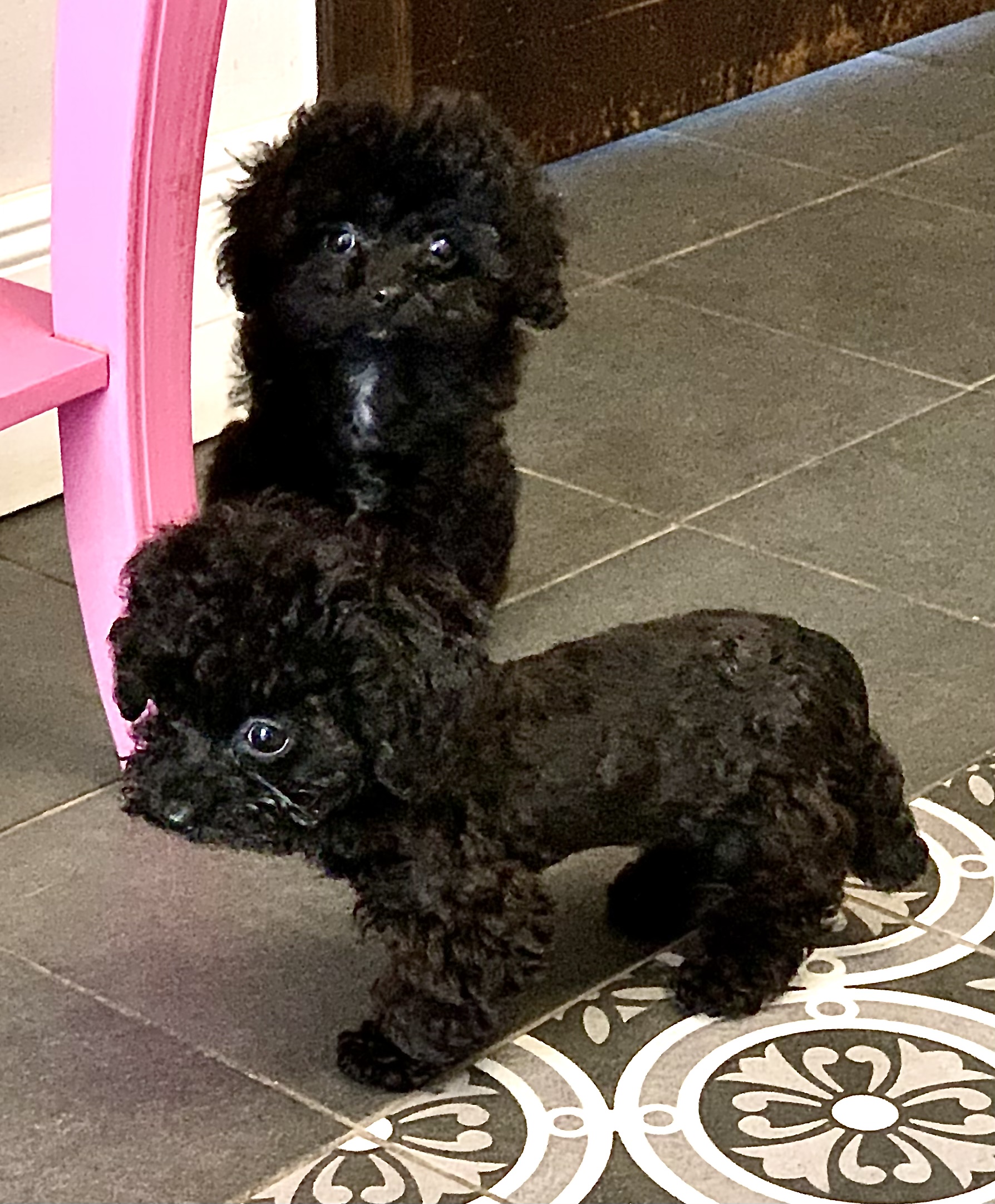 Teacup Pudel Züchter Deutschland