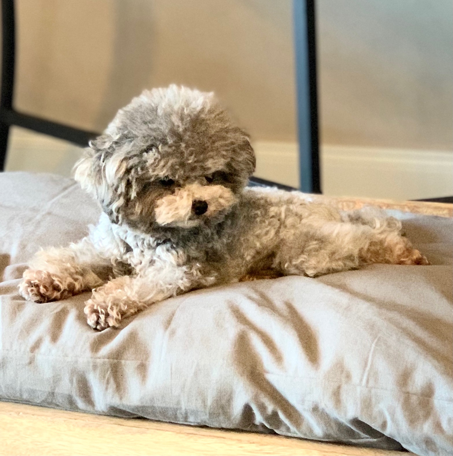 Teacup Pudel Züchter Deutschland