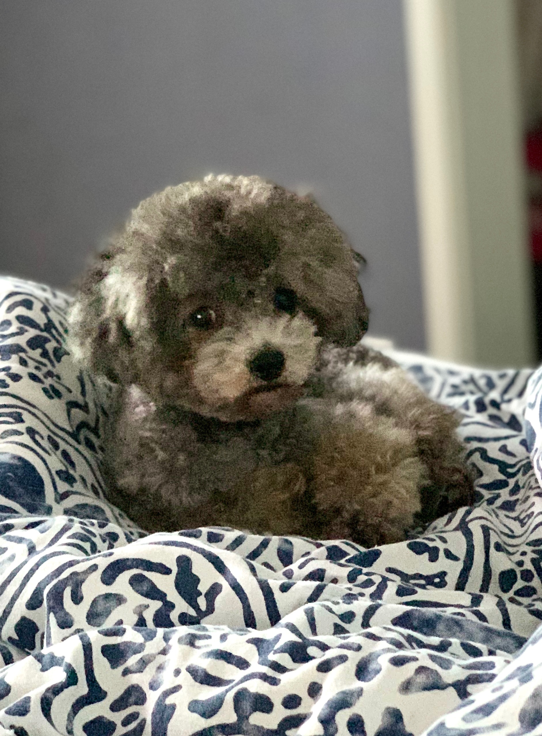 Teacup Pudel Züchter Deutschland