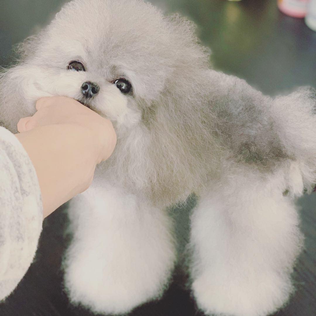 Teacup Pudel Züchter Deutschland