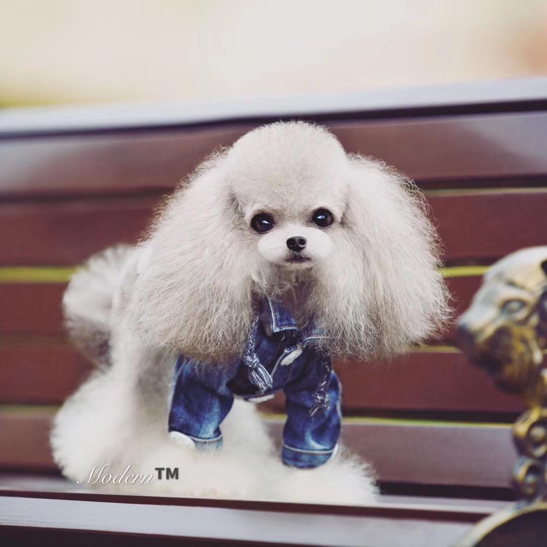 Teacup Pudel Züchter Deutschland