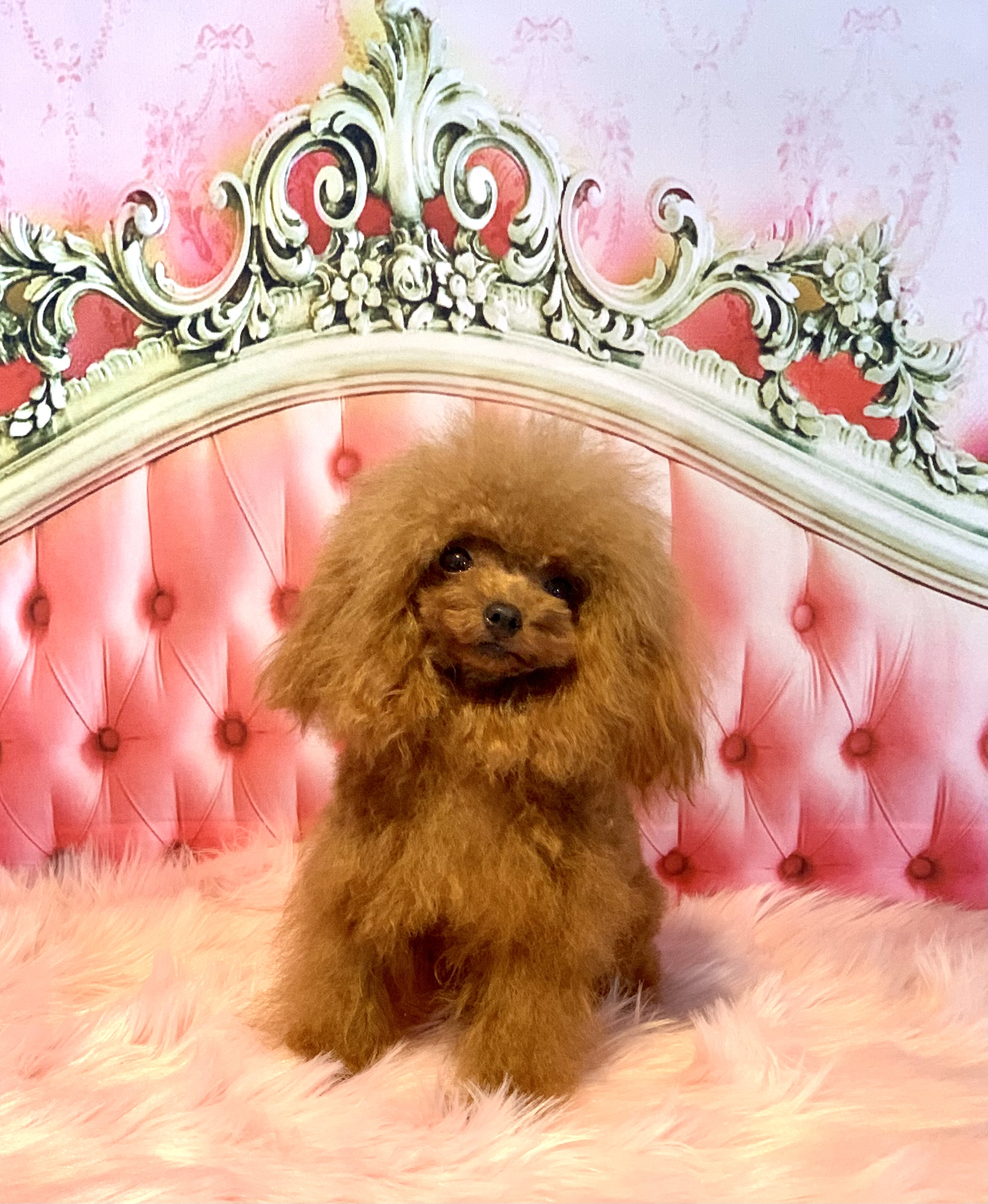 Teacup Pudel Züchter Deutschland