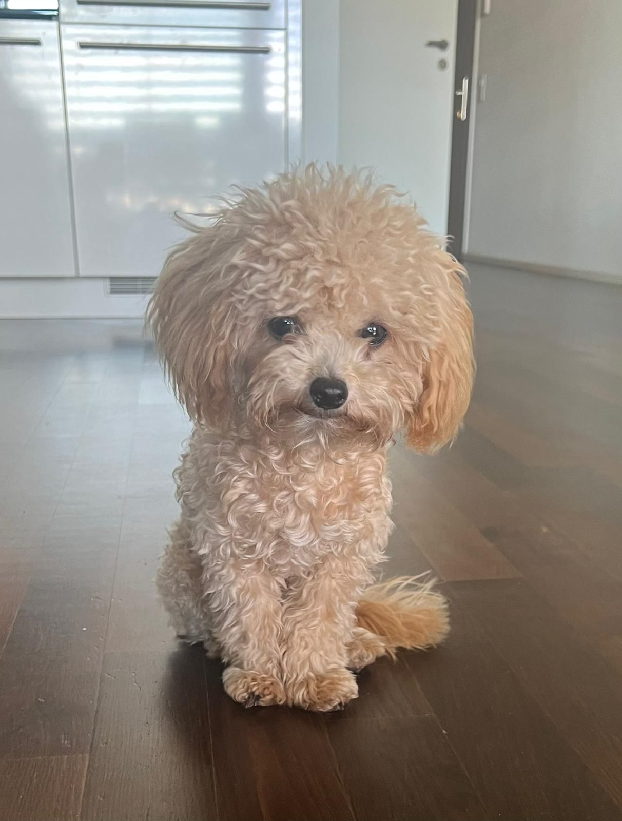 Teacup Pudel Züchter Deutschland