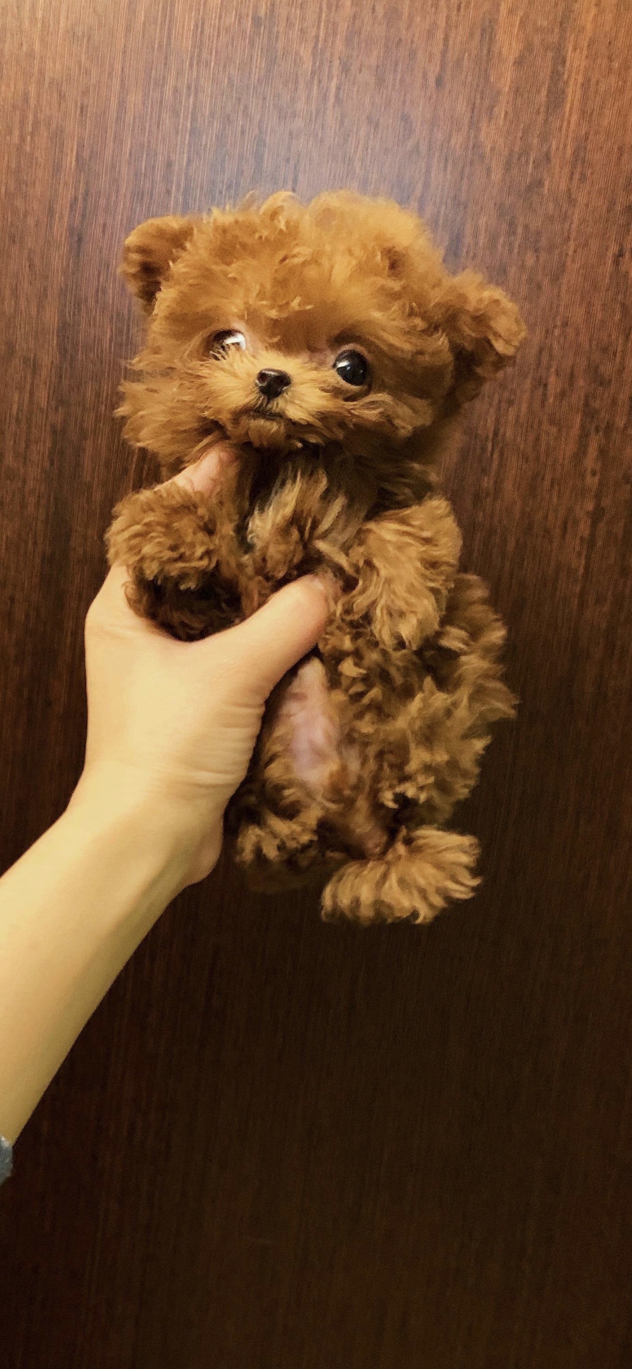 Teacup Pudel Züchter Deutschland