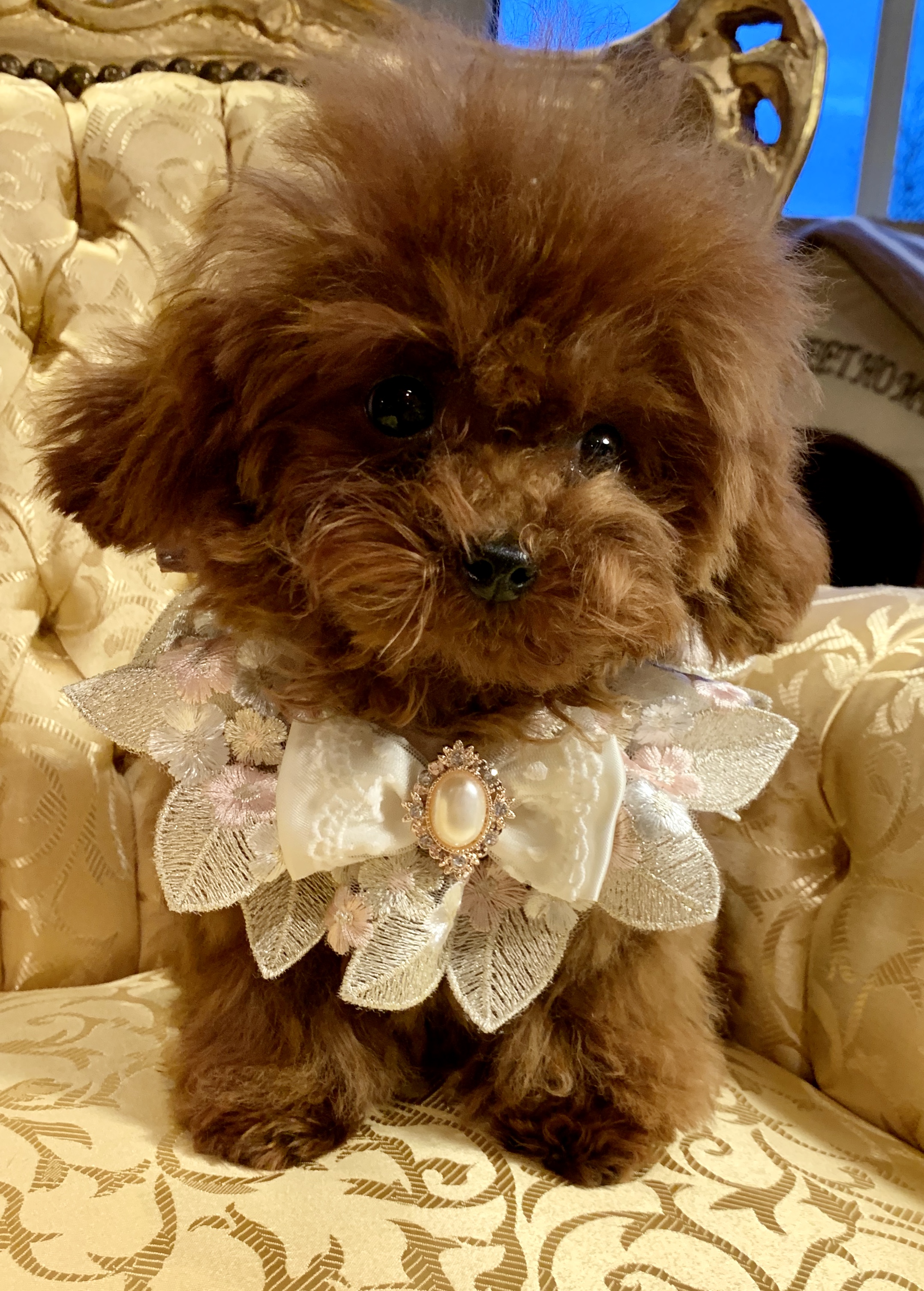 Teacup Pudel Züchter Deutschland