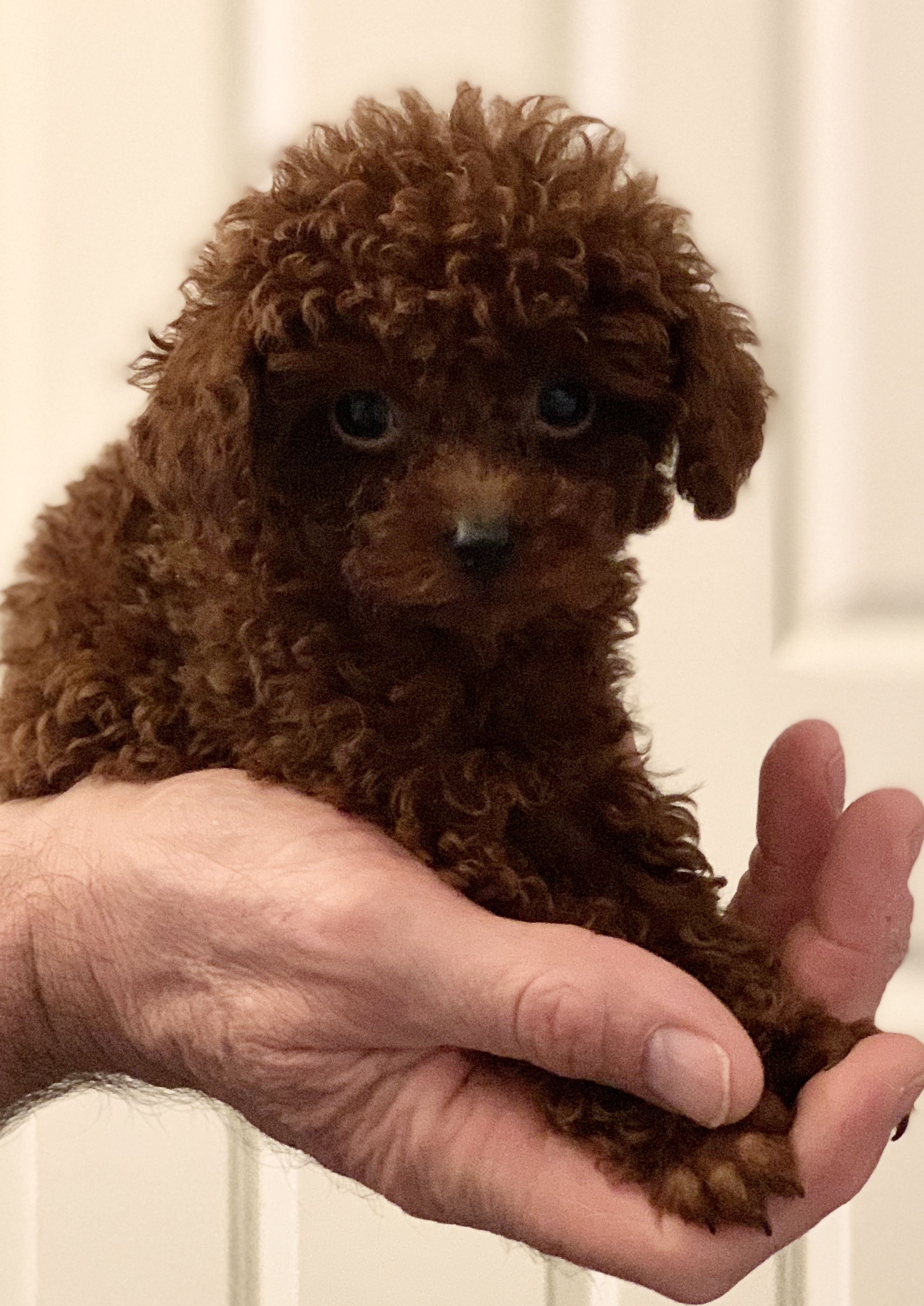 Teacup Pudel Züchter Deutschland